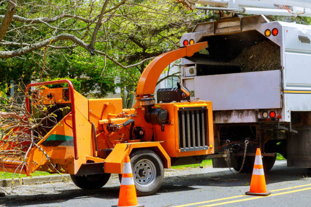 Best Tree Disease Treatment  in Mogul, NV