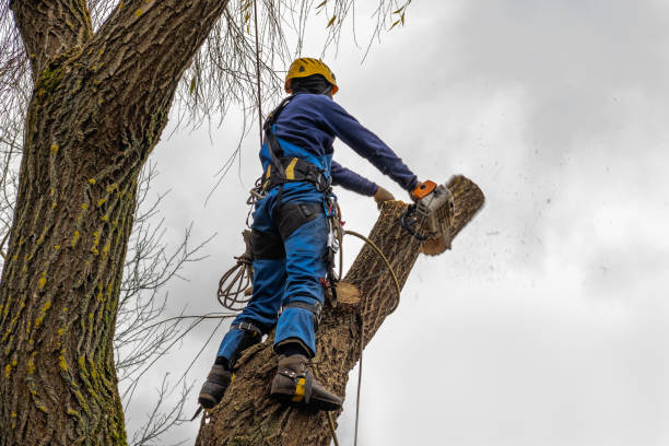 Leaf Removal in Mogul, NV